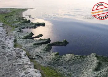 Bursa’nın Eğerce Sahili’nde korkutan görüntüler