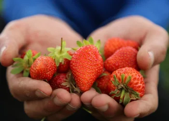 Elazığa Özgü Organi̇k Çi̇lekte Hasat Başladı