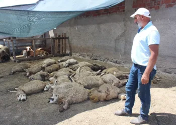 Kurtlar mahalleye indi̇, 22 koyunu telef etti̇