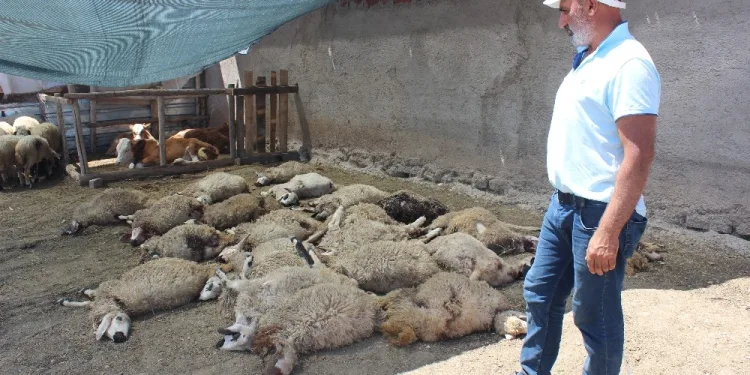 Kurtlar mahalleye indi̇, 22 koyunu telef etti̇