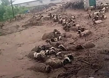 Van’da 74 koyun sele kapılarak telef oldu
