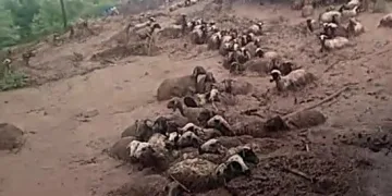 Van’da 74 koyun sele kapılarak telef oldu