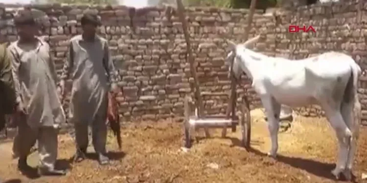 Sosyal medyanın gündeminde Bahis çetesi operasyonu : Bir eşek göz altına alındı!
