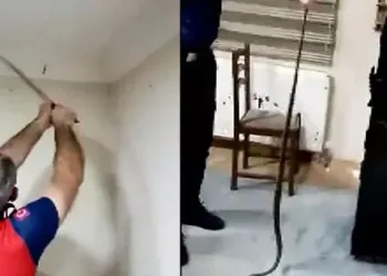 Lojmanda yılan şoku! Klima borusundan geçip gizlenmiş