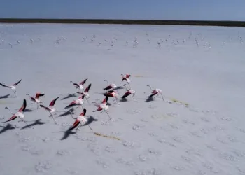 Flamingolar Tuz Gölü’nde büyülü görüntüler oluşturdu