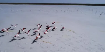 Flamingolar Tuz Gölü’nde büyülü görüntüler oluşturdu