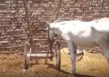 İlginç olay! Bir eşek kumar suçundan tutuklandı