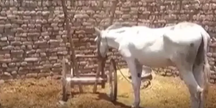 İlginç olay! Bir eşek kumar suçundan tutuklandı