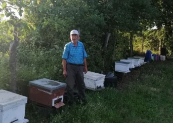 Bursalı üreticinin hasat etmeye hazırlandığı balı ayılar yedi̇