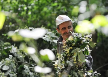 Türkiye’nin en büyük ıhlamur ormanlarında hasat başladı