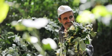 Türkiye’nin en büyük ıhlamur ormanlarında hasat başladı