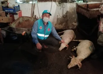 İmamlar Cami̇ler İbadete Açıldığı İçi̇n Kurban Kesti̇ler