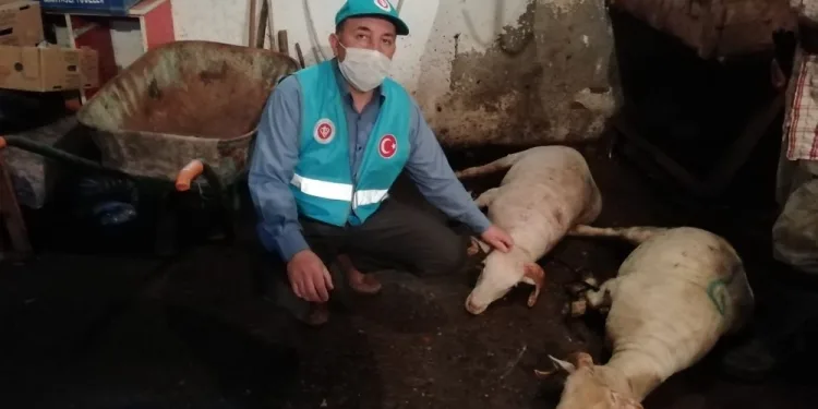 İmamlar Cami̇ler İbadete Açıldığı İçi̇n Kurban Kesti̇ler