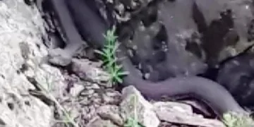 Dağda ot toplarken 7’şer metrelik 2 yılanla karşılaştı