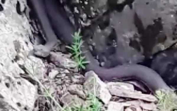 Dağda ot toplarken 7’şer metrelik 2 yılanla karşılaştı