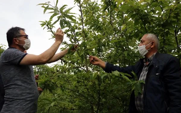 ‘Katil’ gal arısı, Zonguldak’ta da görüldü