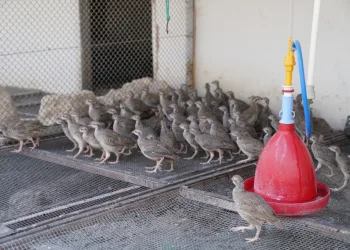 Kenesavarlar doğaya salınacak