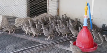 Kenesavarlar doğaya salınacak
