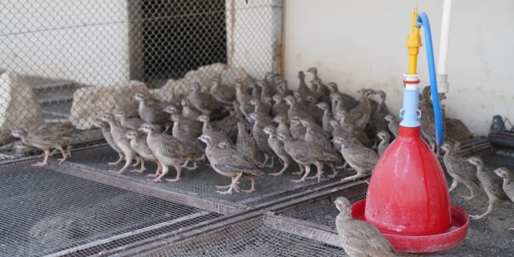 Kenesavarlar doğaya salınacak