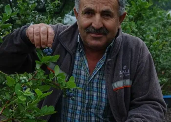 Bursa’da üretiyor, hasat başlamadan sattı