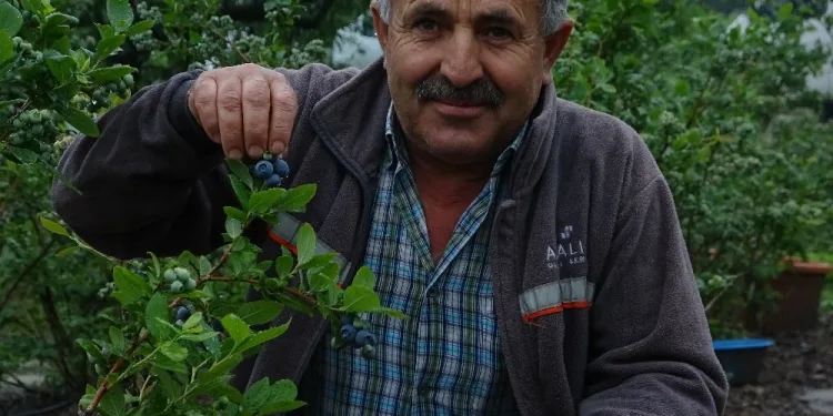 Bursa’da üretiyor, hasat başlamadan sattı