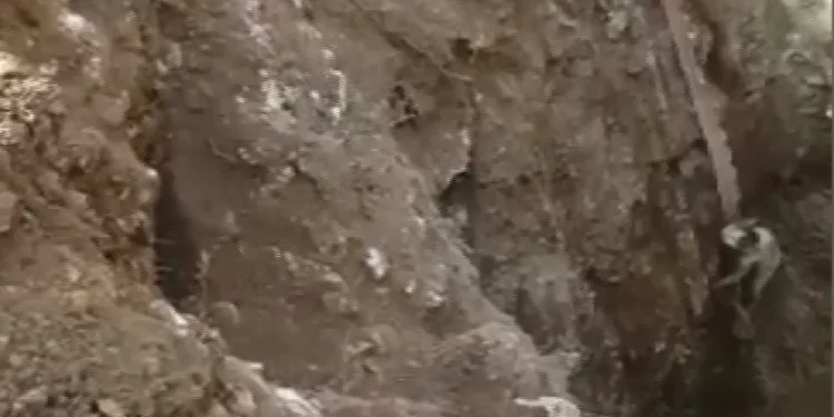 Kuyuya Düşen Kedi̇ Branda İle Kurtarıldı