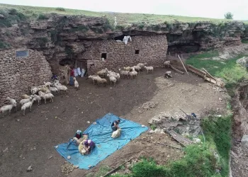 Mağarada Organi̇k Hayvancılık