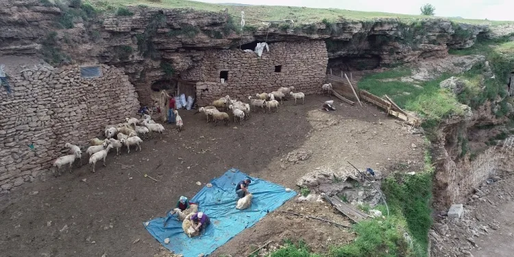 Mağarada Organi̇k Hayvancılık