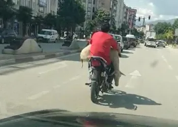 Bu görüntü İnegöl’den… Motosikletle koyun taşıdı