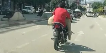 Bu görüntü İnegöl’den… Motosikletle koyun taşıdı