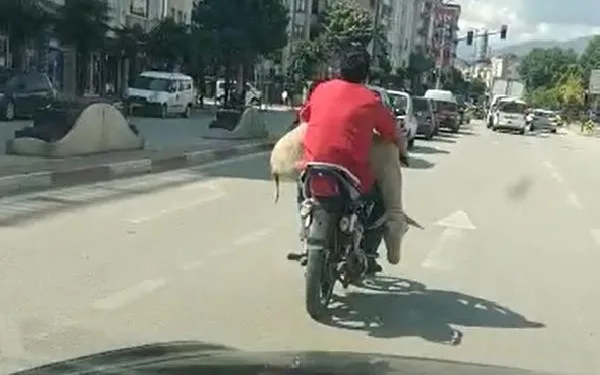 Bu görüntü İnegöl’den… Motosikletle koyun taşıdı