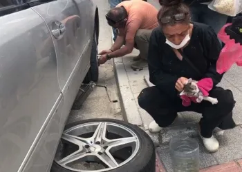 Bursa’da otomobi̇le sıkışan kedi̇ lasti̇k sökülerek çıkartıldı
