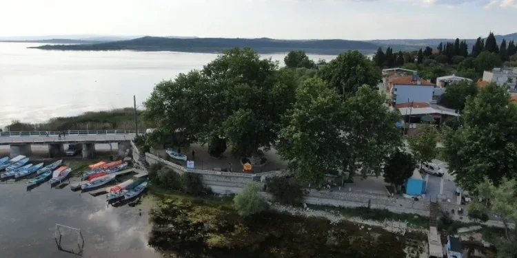 Bursa’daki 700 yıllık çınar 97 yıldır kanlı gözyaşı döküyor