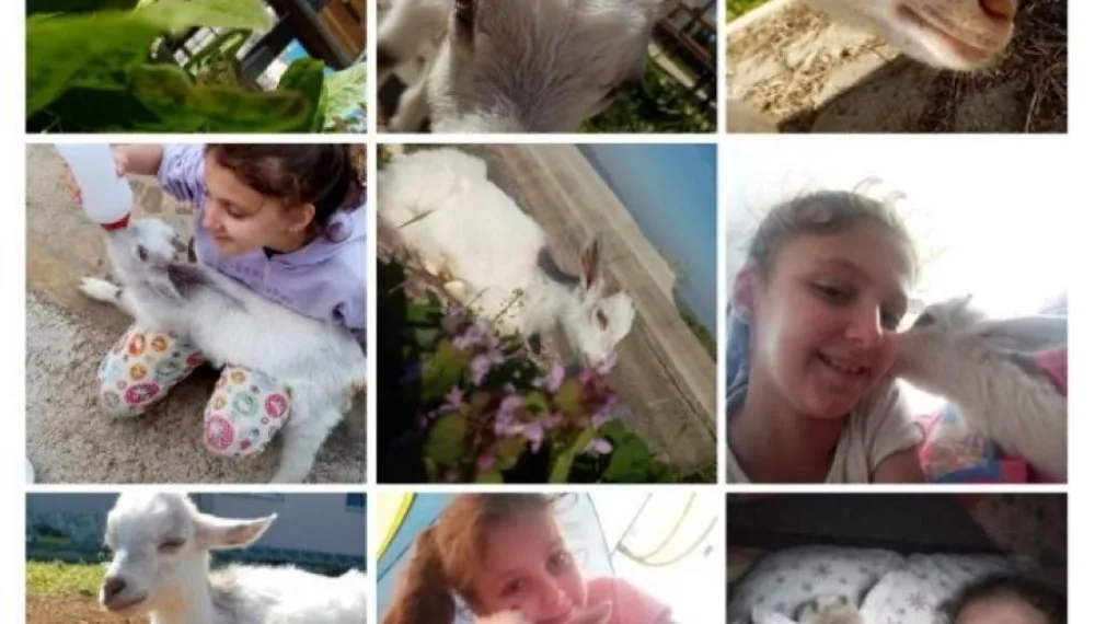 Apartmanda kedi köpeklerin yerini keçiler aldı