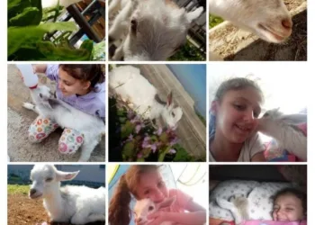 Apartmanda kedi köpeklerin yerini keçiler aldı