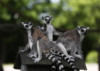 Bursa Hayvanat Bahçesi̇’ndeki lemur ailesine 5 yeni üye