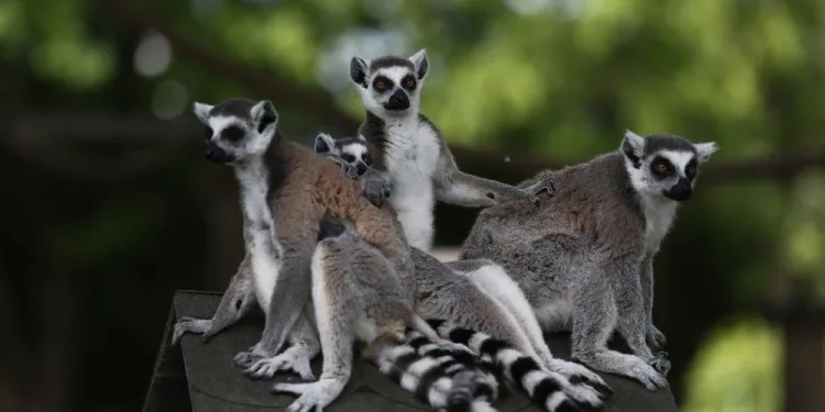 Bursa Hayvanat Bahçesi̇’ndeki lemur ailesine 5 yeni üye