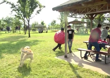 Koronavi̇rüs kılığına gi̇ren ti̇yatrocuyu köpek kovaladı
