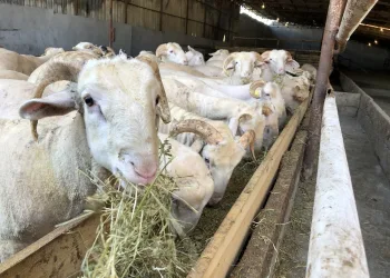 Bursa’da Kurban Bayramı telaşı, fiyatlar için beklenti ne?