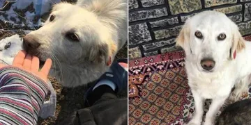 Bursa’da işkence mağduru köpek ‘Murphy’ kurtarılamadı…