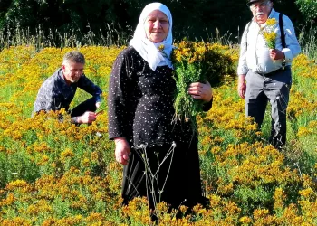 Safranbolu’da sarı kantaron hasadına başlandı