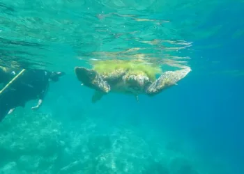 Türkiye’de çok nadir görülüyor! Saros Körfezi’nde ortaya çıktı…