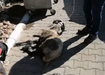 Bacakları bağlanarak çuvalla çöpe atılan koçtan üzücü haber