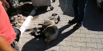 Bacakları bağlanarak çuvalla çöpe atılan koçtan üzücü haber