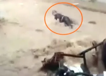 Bursa’da bir kadın sel sularında böyle sürüklendi!