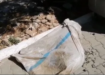 Muğla’da çuval içinde ayakları bağlı koyun bulundu