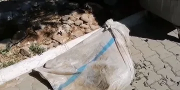 Muğla’da çuval içinde ayakları bağlı koyun bulundu