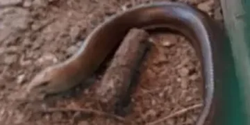 Kümeste görülünce yılan zannedildi…