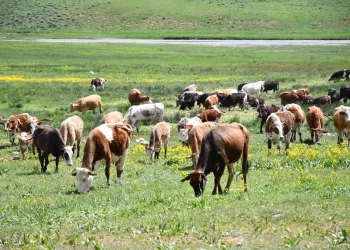 Terörden temizlenen Faraşin Yaylası’na göç başladı