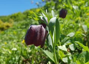 Artvin yaylalarında açan ters laleler görenleri büyülüyor